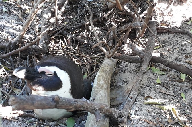 An African penguin at its nest in the coastal scrub behind the beach