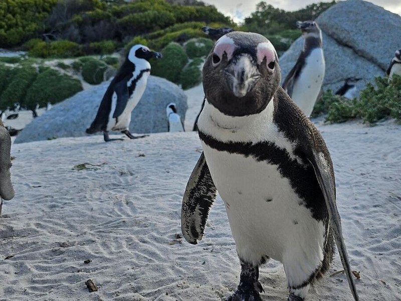 An African penguin standing on the sand, facing the camera