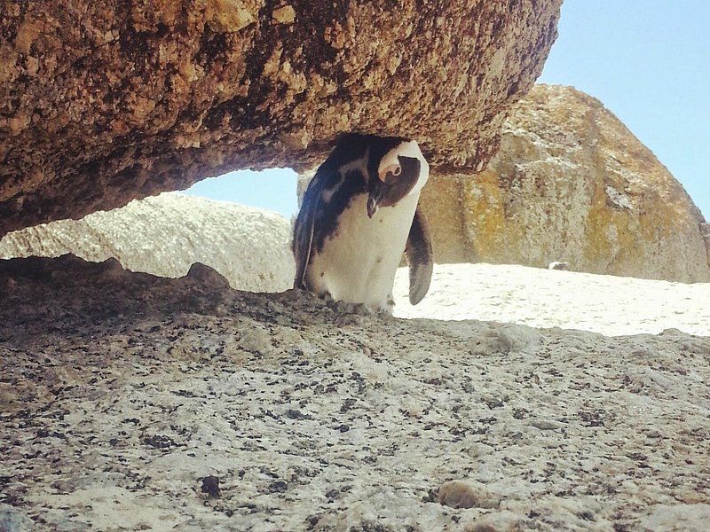 An African penguin sheltering under a granite overhang