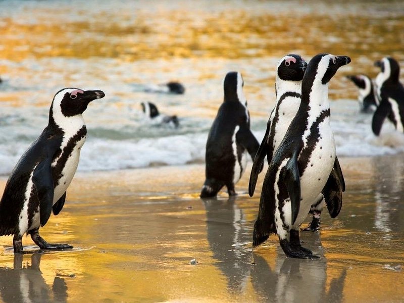 African penguins at the water's edge on a bright afternoon