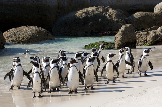 African penguins on the sand beside the granite boulders