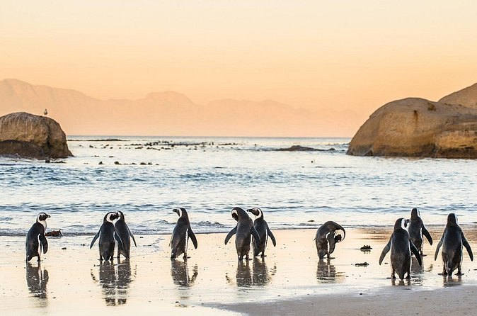 African penguins standing on the sand at Boulders Beach at sunset