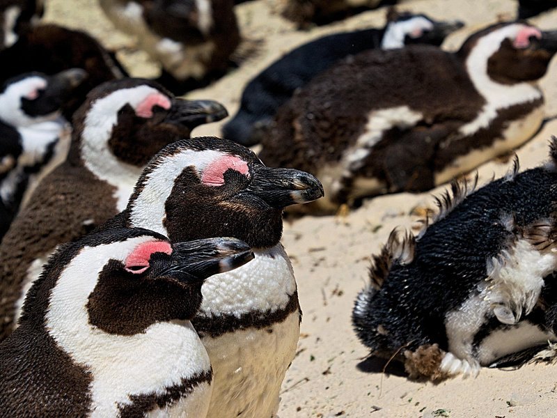 African penguins preening on the rocks above the water