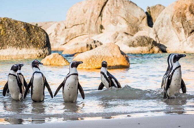 African penguins standing in the shallows between the rocks