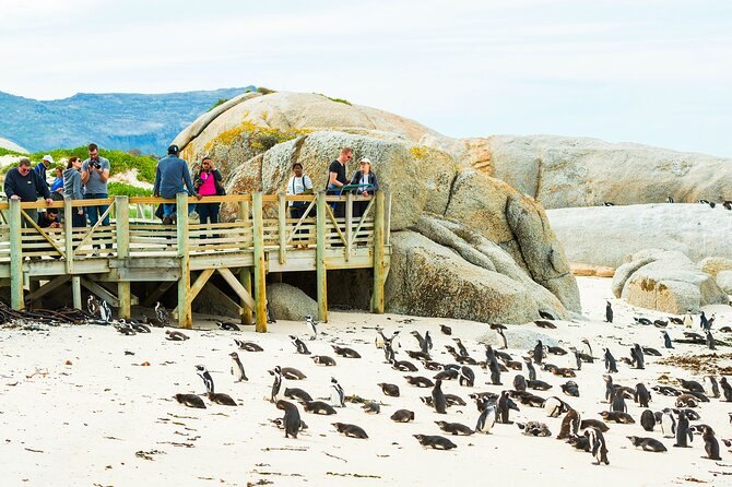 The boardwalk above the African penguin colony at Boulders Beach