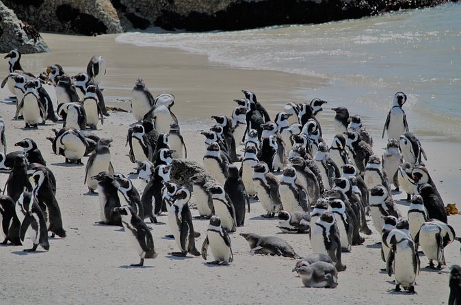 The Boulders Beach colony spread across the sand