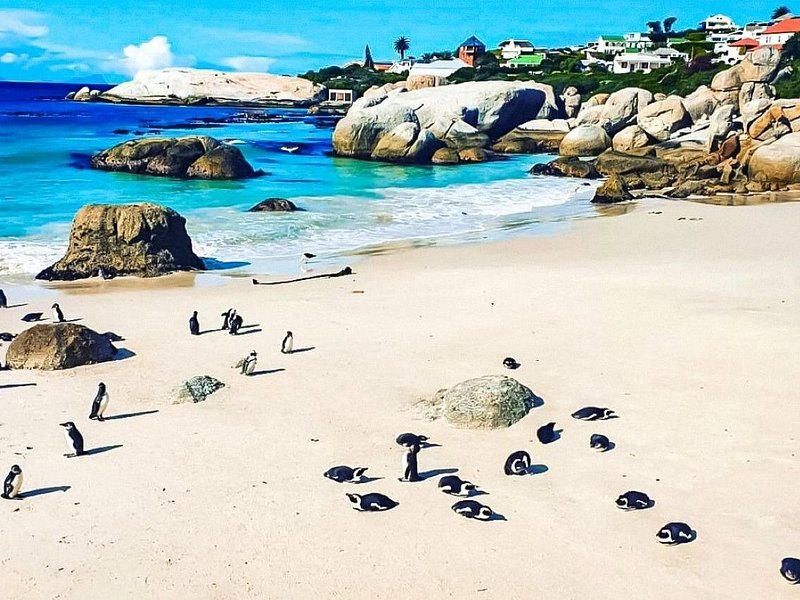 The sheltered cove at Boulders Beach, penguins scattered across the white sand