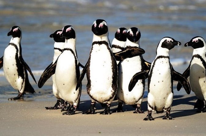 A group of African penguins standing together on the sand