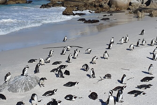 A long line of African penguins walking the sand at the water's edge