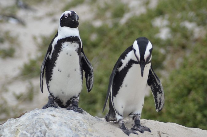 A pair of African penguins close up, the pink gland above the eye visible