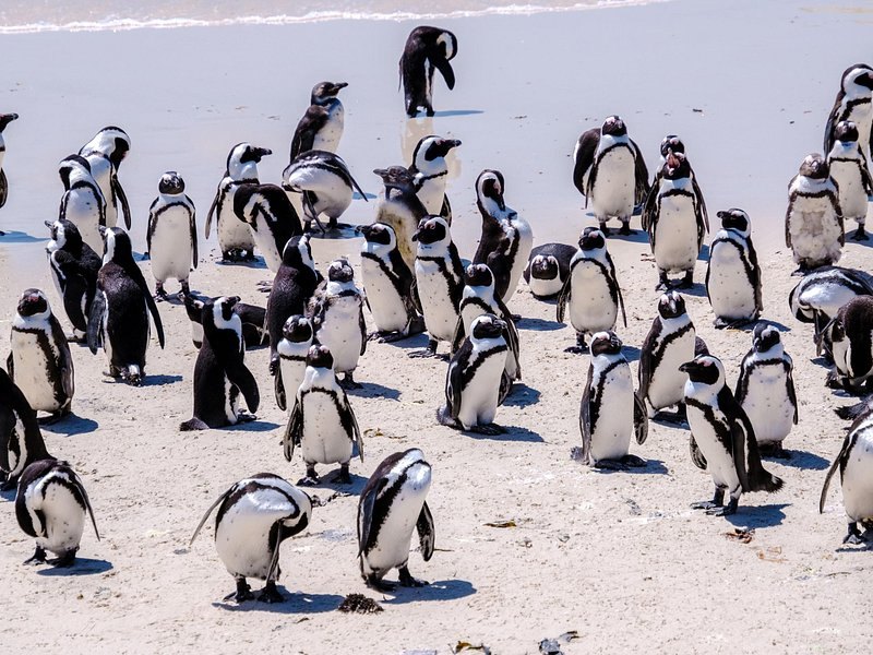 The penguin colony spread among the boulders above the tideline