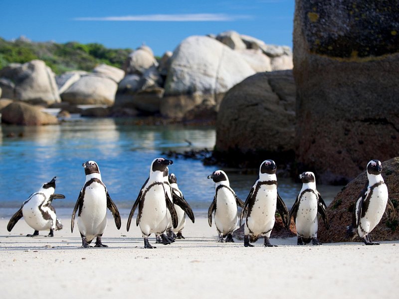 Penguins picking their way among the boulders at the edge of the cove