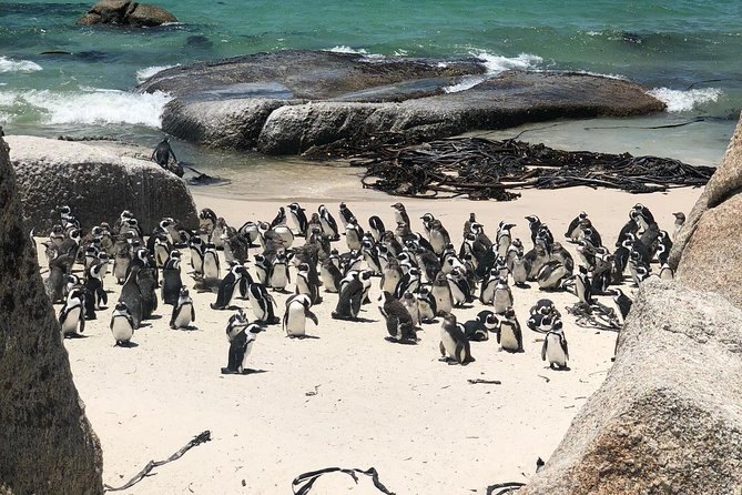African penguins on the beach below the granite boulders