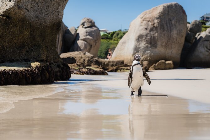 A single African penguin walking the wet sand between two granite boulders