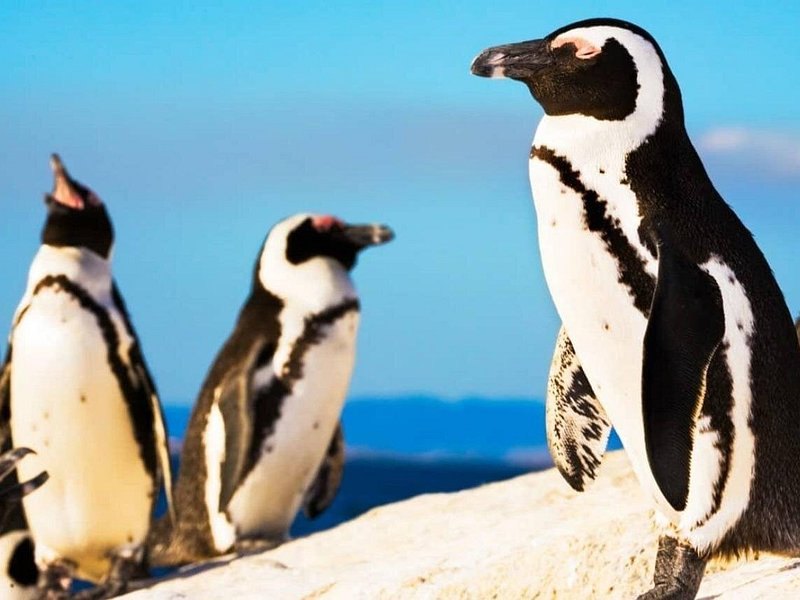 Three African penguins standing on a rock in the sun