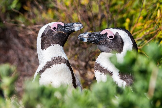 Two African penguins bill to bill in the coastal scrub
